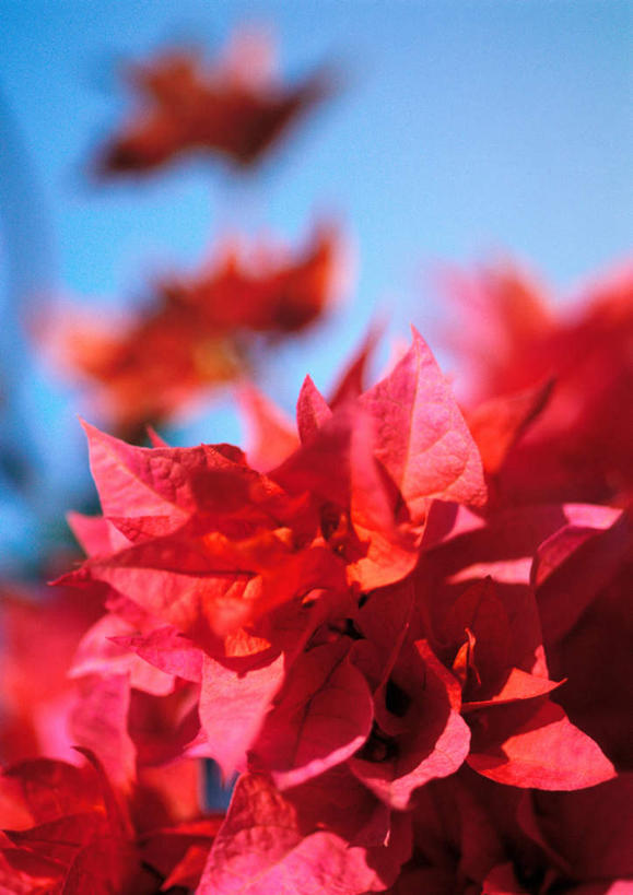 无人,竖图,室外,特写,白天,正面,植物,叶子,许多,阴影,朦胧,模糊,光线,影子,圣诞红,一品红,树,树木,红色,蓝色,蓝天,天空,阳光,自然,天,圣诞花,生长,成长,叶,叶片,彩图