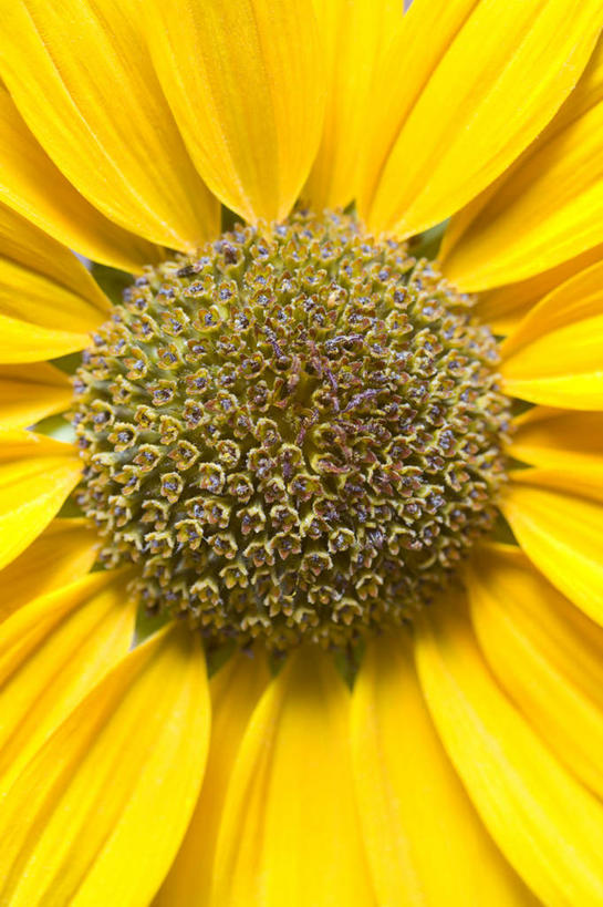 无人,竖图,室内,特写,白天,正面,爱情,幸福,太阳,向日葵,阴影,盛开,反射,影子,花蕾,花,花瓣,花朵,鲜花,一朵,黄色,花苞,花蕊,摄影,影棚,光辉,沉默,忠诚,勇敢,投缘,爱慕,高傲,朝阳花,葵花,望日莲,向阳花,转日莲,彩图,影棚拍摄,拍摄