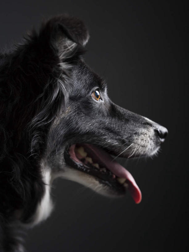 头,无人,竖图,室内,特写,白天,侧面,宠物,狗,注视,一只,黑色,动物,观察,看,张嘴,可爱,牧羊犬,观看,察看,关注,张大嘴巴,边境牧羊犬,忠诚,边境柯利牧羊犬,博德牧羊犬,头部,张开嘴,犬,半身,彩图