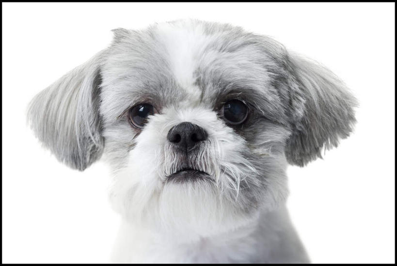 头,无人,横图,室内,特写,白天,白色背景,正面,宠物,狗,注视,狮子狗,一只,白色,动物,观察,看,可爱,摄影,影棚,观看,察看,关注,西施犬,忠诚,赛珠犬,狮子犬,西施狗,头部,犬,半身,彩图,影棚拍摄,拍摄