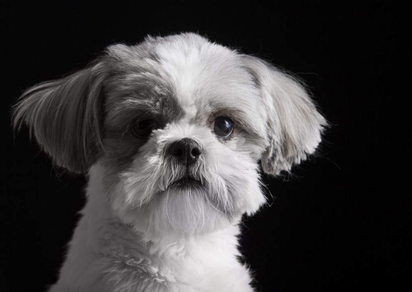 头,无人,横图,室内,特写,白天,正面,宠物,狗,黑色背景,注视,狮子狗,一只,白色,动物,观察,看,可爱,摄影,影棚,观看,察看,关注,西施犬,忠诚,赛珠犬,狮子犬,西施狗,头部,犬,半身,彩图,影棚拍摄,拍摄