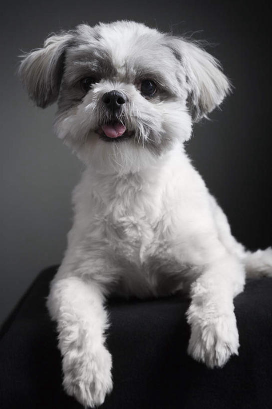 无人,竖图,室内,白天,正面,宠物,狗,黑色背景,注视,狮子狗,一只,白色,动物,观察,看,趴着,张嘴,可爱,摄影,影棚,观看,察看,关注,西施犬,张大嘴巴,忠诚,赛珠犬,狮子犬,西施狗,张开嘴,犬,趴,半身,彩图,影棚拍摄,拍摄