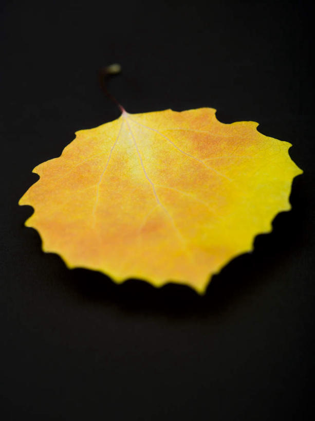 无人,竖图,俯视,室内,特写,白天,叶子,一片,黑色背景,枯叶,落叶,黄色,摄影,影棚,叶,叶片,彩图,高角度拍摄,影棚拍摄,拍摄