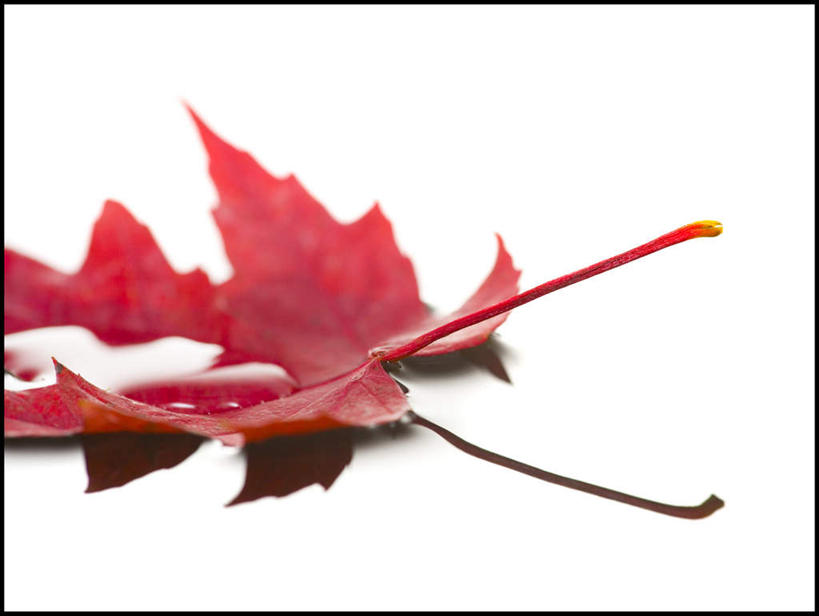 无人,横图,俯视,室内,特写,白天,白色背景,静物,叶子,一片,阴影,反射,影子,枫叶,枯叶,落叶,黄色,红色,摄影,影棚,枫树叶,叶,叶片,彩图,高角度拍摄,影棚拍摄,拍摄