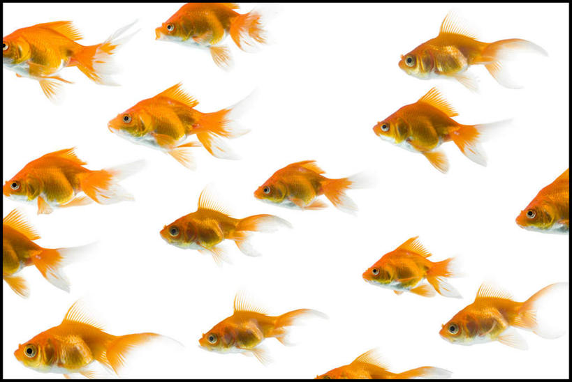 游泳,无人,横图,室内,白天,白色背景,侧面,许多,金鱼,鱼,很多,鱼类,排列,橙色,摄影,影棚,观赏鱼,金鲫鱼,泅水,摆列,拍浮,半身,彩图,影棚拍摄,拍摄,布列,分列