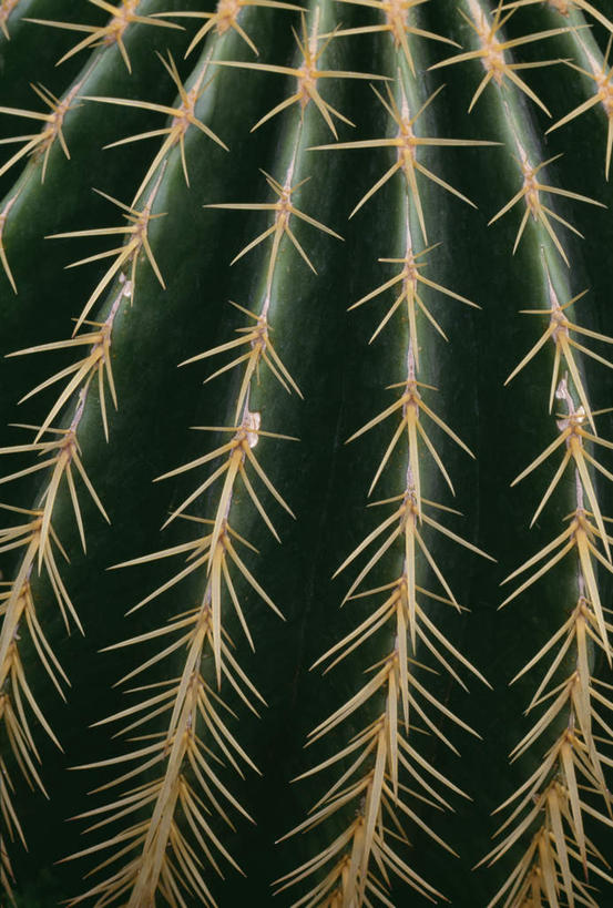 无人,竖图,室外,特写,白天,正面,植物,仙人掌,火焰,草药,中药,绿色,自然,生长,成长,锋利,尖锐,药材,中草药,尖利,中药材,本草,牛舌头,犀利,玉芙蓉,仙巴掌,火掌,霸王树,彩图