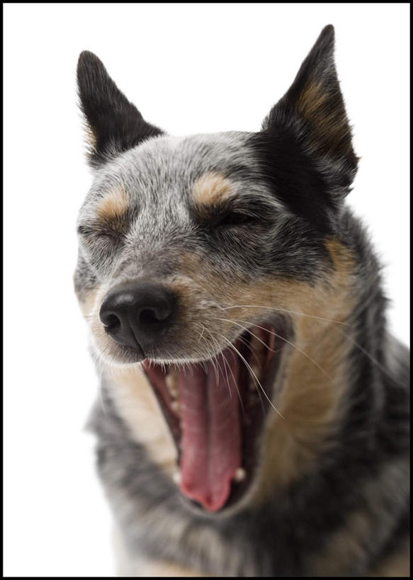 头,无人,坐,闭眼,笑,微笑,竖图,室内,特写,白天,白色背景,正面,宠物,狗,一只,动物,张嘴,可爱,摄影,影棚,牧羊犬,张大嘴巴,澳大利亚牧羊犬,忠诚,呵欠,澳洲牧羊犬,头部,张开嘴,犬,闭眼睛,闭着眼,闭着眼睛,坐着,半身,彩图,影棚拍摄,拍摄