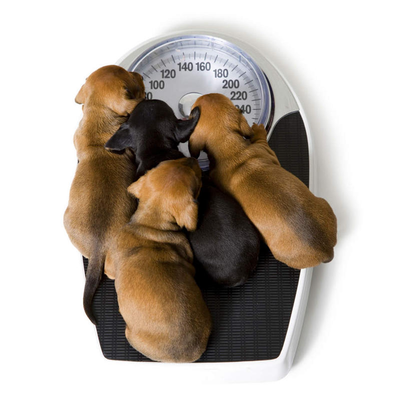 无人,方图,俯视,室内,白天,白色背景,仪器,宠物,狗,四只,棕色,猎犬,生活,一个,黑色,动物,趴着,健康,可爱,摄影,影棚,单个,衡量,体重,计量,德国猎犬,忠诚,衡器,健康秤,秤,体重秤,犬,趴,彩图,高角度拍摄,全身,影棚拍摄,拍摄