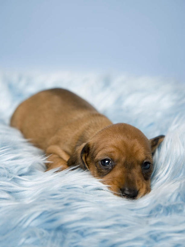 无人,竖图,室内,白天,正面,宠物,狗,羽毛,蓝色背景,轻盈,柔软,棕色,猎犬,注视,一只,蓝色,动物,观察,看,趴着,可爱,摄影,影棚,观看,柔滑,察看,关注,德国猎犬,忠诚,轻柔,娇嫩,柔嫩,优柔,犬,趴,彩图,全身,影棚拍摄,拍摄