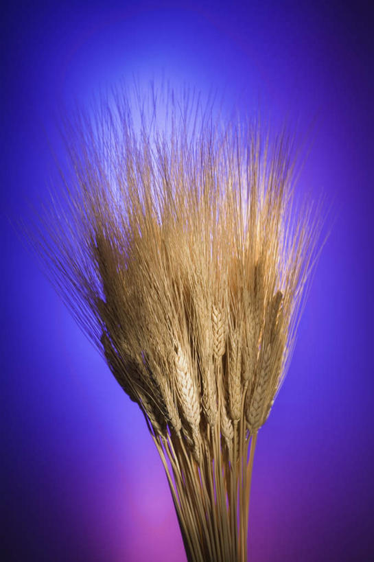 无人,竖图,室内,特写,白天,正面,农作物,小麦,朦胧,模糊,谷物,黄色,摄影,麦子,影棚,彩图,影棚拍摄,拍摄