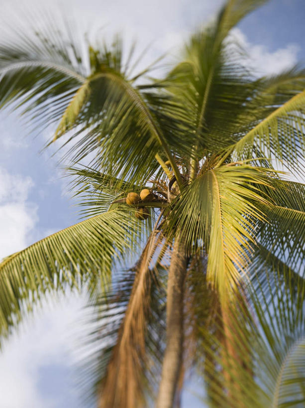 无人,竖图,室外,特写,白天,仰视,旅游,度假,岛屿,美景,植物,棕榈树,叶子,夏威夷,美国,景观,云,云朵,绿叶,云彩,娱乐,树,树木,蓝色,绿色,白云,蓝天,天空,自然,天,享受,休闲,嫩叶,景色,放松,生长,晴朗,成长,北美,北美洲,自然风光,美洲,棕榈叶,夏威夷州,爱洛哈之州,可爱岛,考艾岛,考爱岛,北亚美利加洲,亚美利加洲,花园之岛,叶,叶片,列岛,群岛,诸岛,晴空,彩图,低角度拍摄