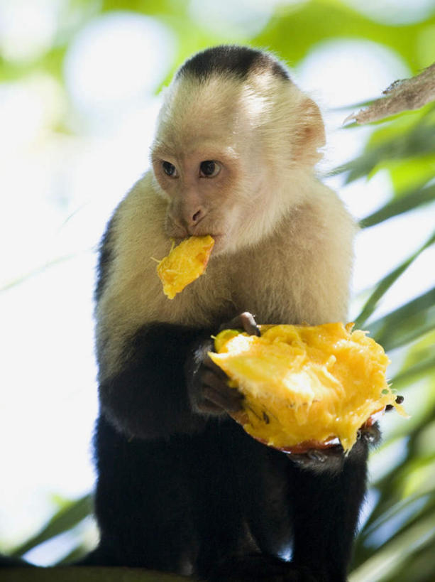 无人,坐,吃,竖图,室外,特写,白天,正面,旅游,度假,美景,植物,棕榈树,哺乳动物,野生动物,猴子,芒果,水果,叶子,哥斯达黎加,握,阴影,朦胧,模糊,新鲜,反射,影子,景观,生食,食品,果实,绿叶,拿,拿着,扭头,注视,娱乐,树,树木,食物,一只,绿色,自然,动物,观察,看,转头,享受,休闲,嫩叶,景色,放松,握着,有机食品,绿色食品,生长,成长,观看,察看,北美,北美洲,关注,自然风光,美洲,棕榈叶,北亚美利加洲,亚美利加洲,哥斯达黎加共和国,卷尾猴,白喉卷尾猴,白头卷尾猴,白面卷尾猴,叶,叶片,望果,蜜望,檬果,闷果,漭果,杧果,庵波罗果,嚼,食,坐着,半身,彩图