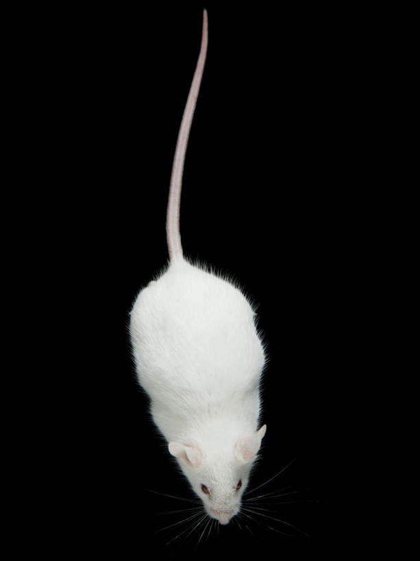 无人,竖图,俯视,室内,特写,白天,野生动物,老鼠,黑色背景,细菌,一只,白色,动物,摄影,影棚,病菌,传染,四害,鼷鼠,小家鼠,小白鼠,耗子,彩图,高角度拍摄,全身,影棚拍摄,拍摄