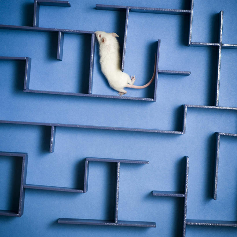 无人,方图,俯视,室内,特写,白天,游戏,野生动物,老鼠,蓝色背景,细菌,玩,娱乐,一只,白色,动物,休闲,活动,发泄,消遣,智力,迷宫,病菌,宣泄,传染,四害,耗子,玩耍,嬉戏,彩图,高角度拍摄,全身