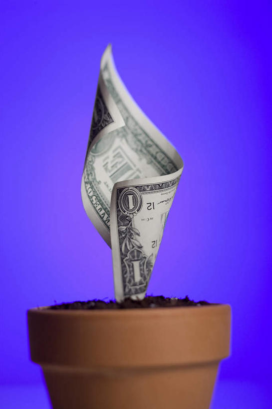 无人,竖图,室内,特写,白天,正面,钱,美元,静物,蓝色背景,盆栽,钱币,美金,钞票,金融,纸币,摄影,影棚,经济,美圆,流通,纸钞,贸易,货币,现金,彩图,影棚拍摄,拍摄