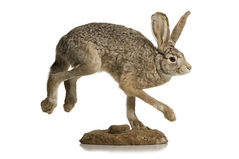 无人,站,横图,室内,特写,白天,白色背景,侧面,哺乳动物,阴影,反射,兔子,标本,影子,注视,一只,灰色,动物,观察,看,站着,摄影,影棚,观看,兔,死亡,察看,关注,殒命,灭亡,站立,彩图,全身,影棚拍摄,拍摄