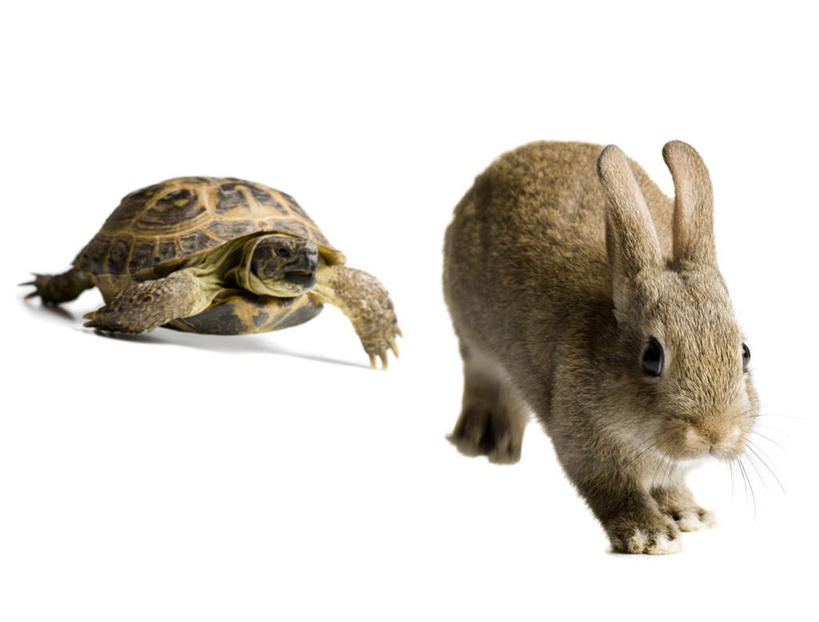 无人,跑,横图,室内,白天,白色背景,正面,锻炼,运动,哺乳动物,龟,阴影,反射,兔子,影子,注视,海洋生物,观察,看,两只,健康,爬,摄影,影棚,观看,兔,察看,龟兔赛跑,关注,水生动物,坚定,故事,水生物,海底动物,长寿,寓言故事,体育,海龟,跑步,彩图,全身,影棚拍摄,健身,拍摄