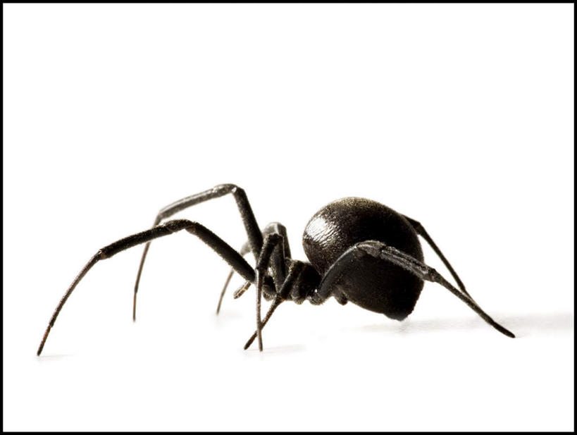 无人,横图,室内,特写,白天,白色背景,侧面,阴影,反射,昆虫,蜘蛛,影子,一只,动物,趴着,摄影,影棚,八脚螅,节肢动物,黑寡妇,益虫,波丝,黑寡妇蜘蛛,趴,彩图,全身,影棚拍摄,拍摄