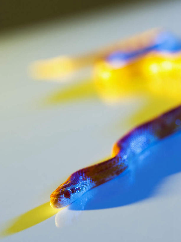 无人,攀登,竖图,俯视,室内,特写,白天,野生动物,一条,阴影,反射,爬行动物,蛇,影子,吐舌头,动物,爬,摄影,影棚,冷血动物,凶猛,脊椎动物,长虫,残暴,凶残,攀爬,半身,彩图,高角度拍摄,影棚拍摄,拍摄,冷血