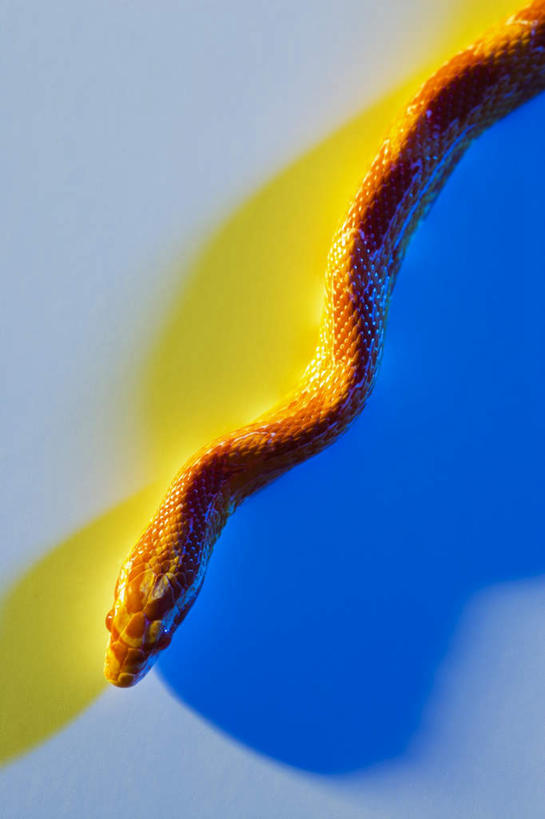 无人,攀登,竖图,俯视,室内,特写,白天,野生动物,一条,阴影,反射,爬行动物,蛇,影子,吐舌头,动物,爬,摄影,影棚,冷血动物,凶猛,脊椎动物,长虫,残暴,凶残,攀爬,半身,彩图,高角度拍摄,影棚拍摄,拍摄,冷血