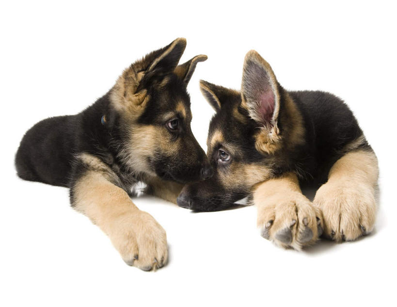 无人,横图,室内,白天,白色背景,正面,宠物,狗,扭头,相视,动物,趴着,转头,两只,面对面,可爱,摄影,影棚,牧羊犬,对视,德国牧羊犬,互视,相对,忠诚,相看,德国狼犬,黑背,犬,趴,彩图,全身,影棚拍摄,拍摄