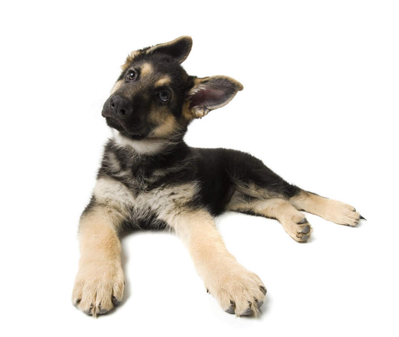 无人,横图,室内,白天,白色背景,正面,宠物,狗,注视,一只,动物,观察,看,趴着,可爱,摄影,影棚,牧羊犬,观看,察看,德国牧羊犬,关注,忠诚,德国狼犬,黑背,犬,趴,抬头,仰头,彩图,全身,影棚拍摄,拍摄