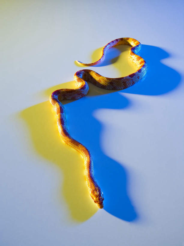 无人,竖图,俯视,室内,特写,白天,野生动物,一条,阴影,灰色背景,反射,爬行动物,蛇,影子,动物,摄影,影棚,冷血动物,凶猛,脊椎动物,长虫,残暴,凶残,彩图,高角度拍摄,全身,影棚拍摄,拍摄,冷血