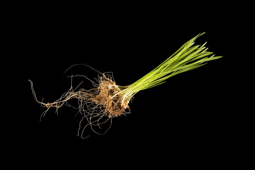 无人,横图,室内,特写,白天,正面,植物,黑色背景,草药,药草,中药,绿色,自然,摄影,影棚,生长,成长,药材,中草药,中药材,本草,一株,彩图,影棚拍摄,拍摄