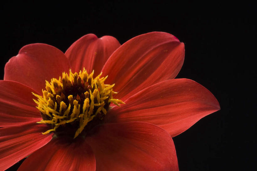 无人,横图,室内,特写,白天,正面,黑色背景,盛开,大丽花,花蕾,花,花瓣,花朵,鲜花,一朵,红色,花苞,花蕊,菊花,摄影,影棚,大理花,大丽菊,富丽,大方,彩图,影棚拍摄,拍摄