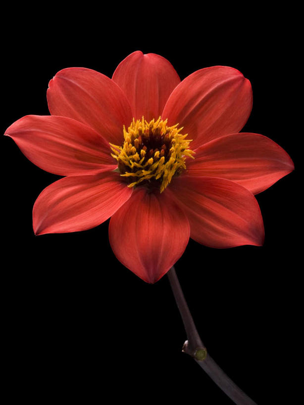 无人,竖图,室内,特写,白天,正面,黑色背景,盛开,大丽花,花蕾,花,花瓣,花朵,鲜花,一朵,红色,花苞,花蕊,菊花,摄影,影棚,大理花,大丽菊,富丽,大方,彩图,影棚拍摄,拍摄