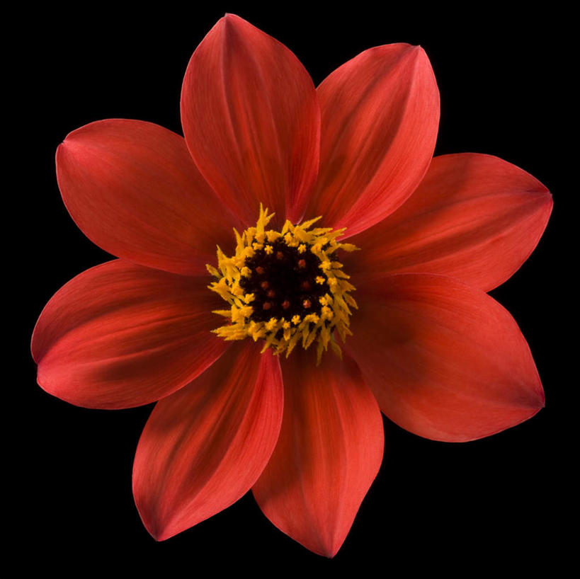 无人,横图,室内,特写,白天,正面,黑色背景,盛开,大丽花,花蕾,花,花瓣,花朵,鲜花,一朵,红色,花苞,花蕊,菊花,摄影,影棚,大理花,大丽菊,富丽,大方,彩图,影棚拍摄,拍摄