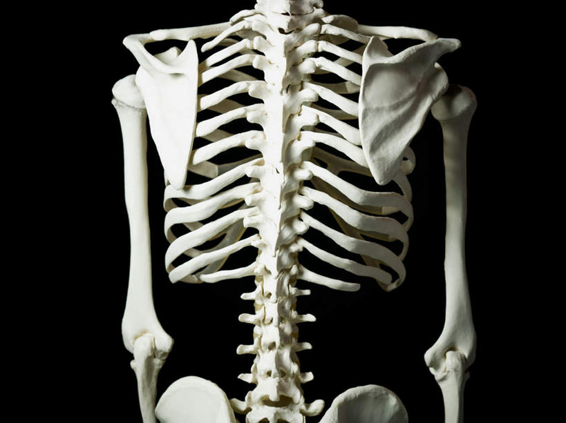 骨骼,无人,横图,室内,特写,白天,正面,静物,黑色背景,骨头,白色,摄影,影棚,骨架,彩图,影棚拍摄,拍摄