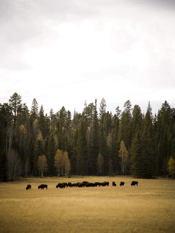 无人,农场,竖图,室外,白天,正面,畜牧业,牧场,树林,植物,牛,野生动物,许多,枯萎,乌云,云,阴天,云朵,枯草,云彩,草,树,树木,黄色,绿色,天空,自然,动物,天,生长,成长,昏暗,阴沉,美洲野牛,凶猛,畜牧,牧业,美洲草原野牛,美洲犎牛,美洲平原野牛,残暴,凶残,野牛,彩图,全身