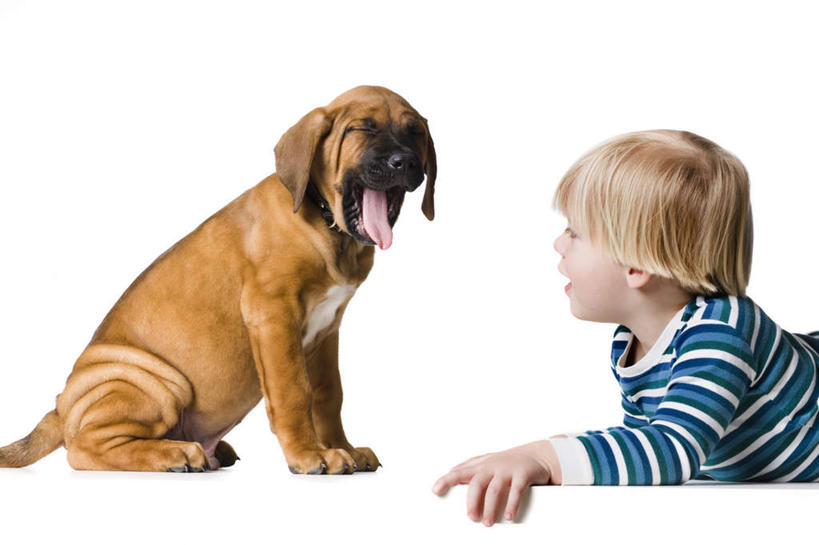 西方人,儿童,一个人,闭眼,横图,室内,白天,白色背景,侧面,纯洁,宠物,狗,欧洲,欧洲人,仅一个男性,仅一个人,服装,注视,休闲装,小孩,衣服,动物,观察,看,趴着,张嘴,仅一个小孩,休闲,休闲服,可爱,童年,童趣,摄影,服饰,影棚,观看,察看,关注,张大嘴巴,童真,烂漫,无邪,忠诚,呵欠,天真,男孩,男人,男性,白种人,孩子,张开嘴,犬,闭眼睛,闭着眼,闭着眼睛,趴,半身,彩图,影棚拍摄,拍摄,斗牛獒犬,斗牛马士提夫犬,男生