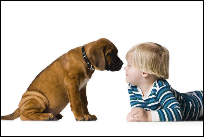 西方人,儿童,一个人,坐,横图,室内,白天,白色背景,侧面,纯洁,宠物,狗,欧洲,欧洲人,仅一个男性,仅一个人,服装,注视,休闲装,一只,小孩,衣服,动物,观察,看,趴着,仅一个小孩,休闲,休闲服,可爱,童年,童趣,摄影,服饰,影棚,观看,察看,关注,童真,烂漫,无邪,忠诚,天真,男孩,男人,男性,白种人,孩子,犬,趴,坐着,半身,彩图,影棚拍摄,拍摄,斗牛獒犬,斗牛马士提夫犬,男生