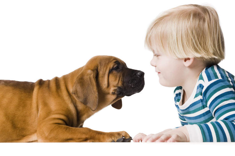 西方人,儿童,脸,头,脸颊,头发,一个人,横图,室内,特写,白天,白色背景,侧面,纯洁,宠物,狗,欧洲,欧洲人,仅一个男性,仅一个人,服装,注视,休闲装,肩膀,一只,小孩,衣服,动物,观察,看,趴着,仅一个小孩,休闲,休闲服,金色,可爱,童年,童趣,摄影,服饰,影棚,观看,察看,关注,童真,烂漫,无邪,忠诚,天真,男孩,男人,男性,白种人,孩子,头部,直发,脸部,脸蛋,面部,犬,趴,半身,彩图,影棚拍摄,拍摄,斗牛獒犬,斗牛马士提夫犬,短发,男生