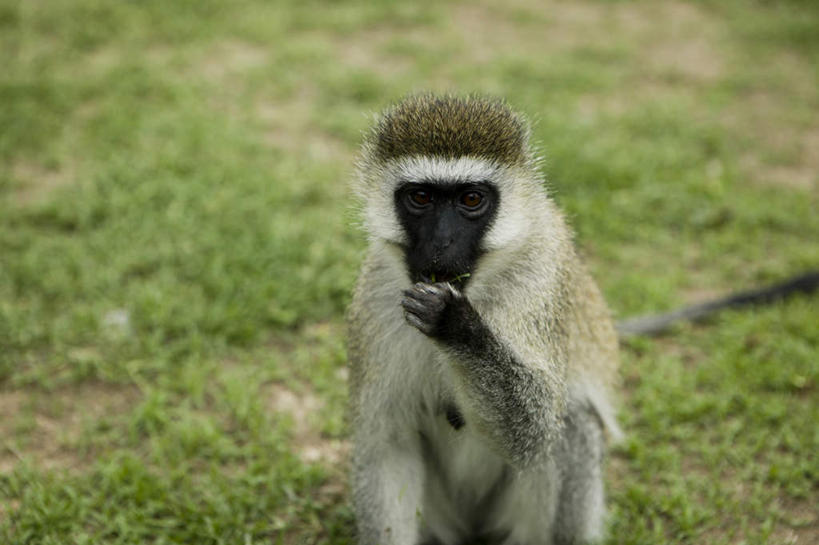 无人,坐,横图,室外,特写,白天,正面,草地,草坪,美景,植物,哺乳动物,猴,野生动物,猴子,非洲,肯尼亚,朦胧,模糊,景观,注视,草,一只,绿色,自然,动物,观察,看,景色,可爱,活泼,观看,察看,关注,自然风光,长尾猴,阿非利加洲,肯尼亚共和国,坐着,半身,彩图