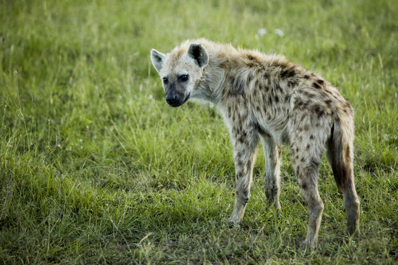 无人,站,横图,室外,白天,草地,草坪,美景,植物,狗,野生动物,非洲,肯尼亚,朦胧,模糊,景观,注视,草,一只,背面,绿色,自然,动物,观察,看,站着,景色,观看,察看,关注,自然风光,凶猛,鬣狗,阿非利加洲,肯尼亚共和国,残暴,凶残,站立,彩图,全身