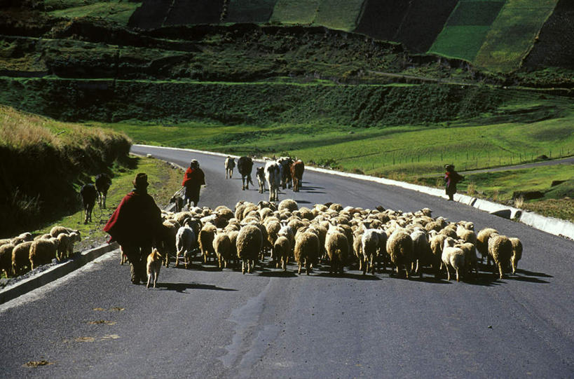 西方人,三个人,伙伴,朋友,走,横图,室外,白天,友谊,草地,草坪,植物,道路,路,公路,羊,欧洲,欧洲人,许多,放牧,阴影,光线,影子,交通,牧民,草,树,树木,背面,绿色,阳光,自然,动物,家畜,牲畜,生长,成长,友情,年轻女性,女人,女性,白种人,马路,绵羊,步行,走路,彩图,全身