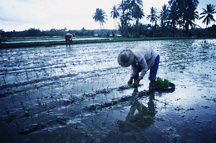 东方人,两个人,农民,农田,站,横图,室外,白天,正面,庄稼,农作物,草地,草坪,植物,帽子,亚洲,弯腰,阴影,光线,草帽,影子,云,云朵,云彩,黄种人,草,树,树木,蓝色,绿色,白云,蓝天,天空,阳光,自然,天,站着,生长,晴朗,成长,插秧,弯身,劳作,男人,男性,女人,女性,中年男性,中年女性,亚洲人,晴空,佃农,农场主,农夫,农工,乡下人,小农,庄稼人,站立,彩图,全身,耕地,庄稼田