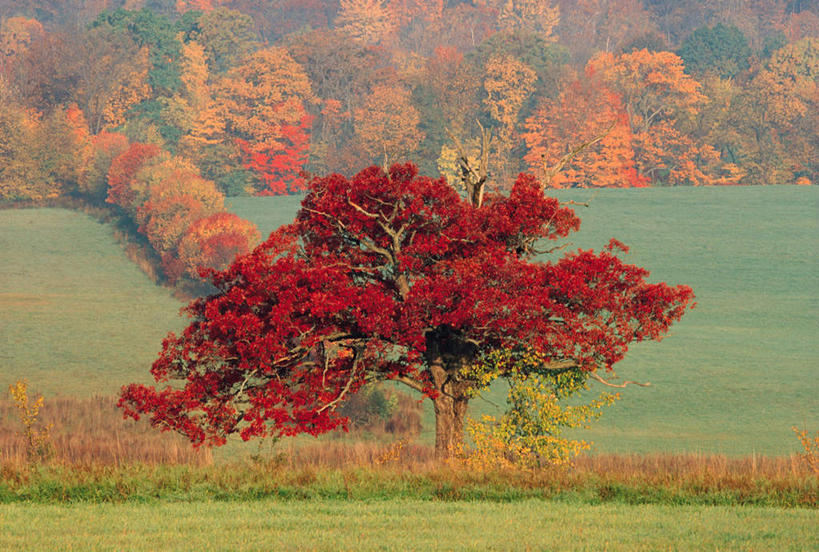 无人,横图,室外,白天,正面,旅游,草地,草坪,美景,秋季,树林,植物,叶子,美国,朦胧,模糊,景观,草,树,树木,黄色,红色,绿色,自然,景色,生长,成长,北美,北美洲,自然风光,美洲,北亚美利加洲,亚美利加洲,叶,叶片,秋,秋天,彩图,游览