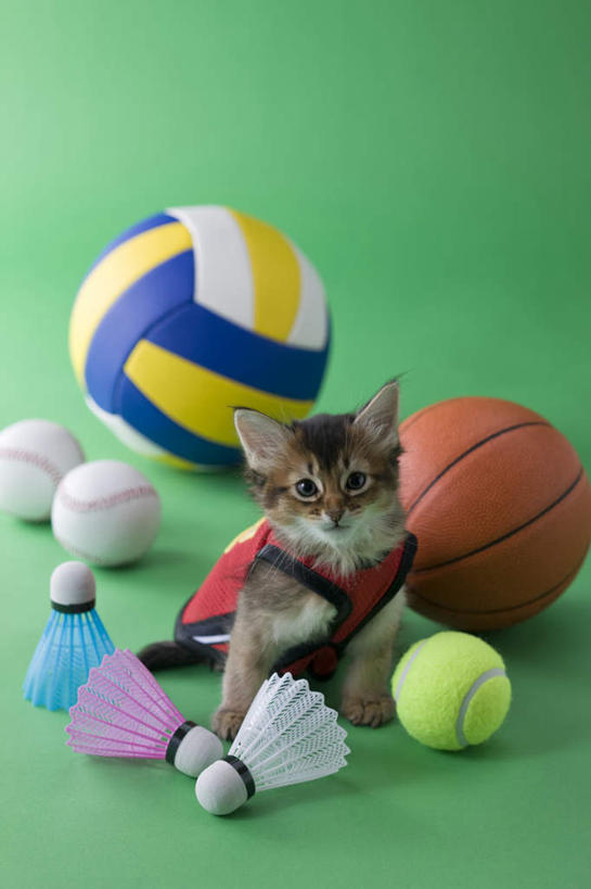无人,坐,竖图,俯视,室内,白天,锻炼,运动,网球,排球,羽毛球,篮球,棒球,垒球,宠物,猫,绿色背景,阴影,影子,注视,球,一只,动物,观察,看,可爱,摄影,影棚,观看,察看,关注,猫咪,索马里猫,体育,坐着,彩图,高角度拍摄,全身,影棚拍摄,健身,拍摄