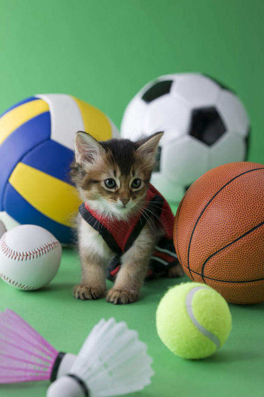 无人,坐,竖图,室内,白天,正面,锻炼,运动,网球,排球,羽毛球,篮球,棒球,垒球,宠物,猫,绿色背景,阴影,影子,球,一只,动物,可爱,摄影,影棚,猫咪,索马里猫,体育,坐着,彩图,全身,影棚拍摄,健身,拍摄