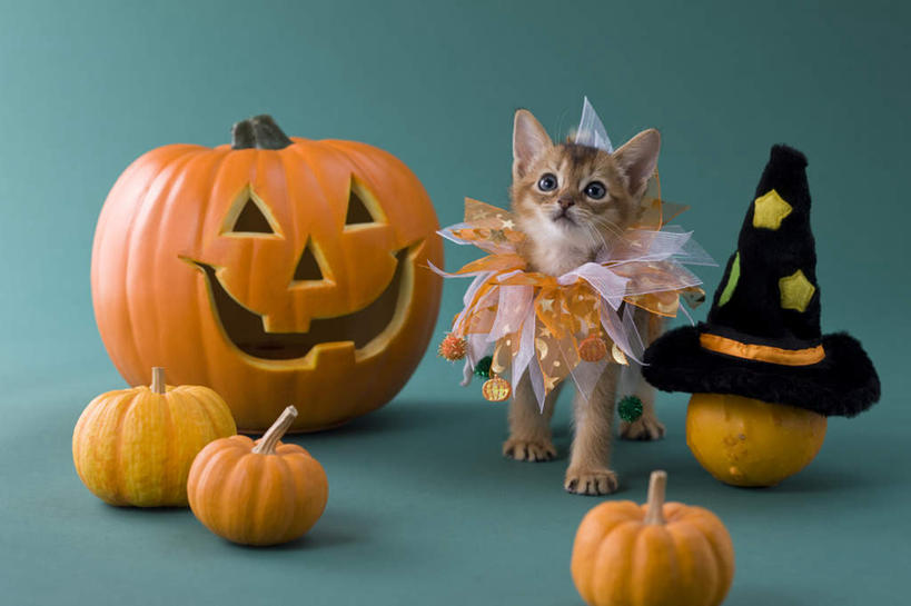 无人,站,横图,室内,白天,正面,宠物,猫,南瓜,蔬菜,帽子,绿色背景,阴影,纸质,服装,节日,庆祝,新鲜,影子,金瓜,食品,注视,文化,生日帽,番瓜,食物,一只,动物,观察,看,站着,庆典,南瓜灯,万圣节,可爱,摄影,有机食品,绿色食品,影棚,观看,纪念,麦瓜,倭瓜,察看,小丑帽,关注,猫咪,三角帽,狂欢帽,派对帽,聚会帽,纸帽,索马里猫,站立,彩图,全身,影棚拍摄,拍摄