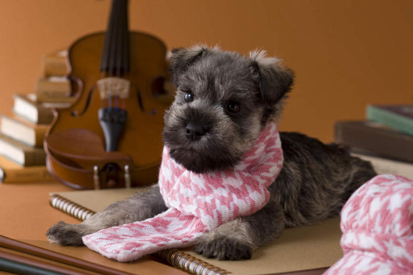 无人,横图,室内,白天,正面,宠物,狗,一条,阴影,黄色背景,装饰,影子,乐器,弦乐器,小提琴,雪纳瑞,迷你雪纳瑞,一只,动物,围巾,趴着,温暖,可爱,摄影,影棚,围脖,保暖,华丽,点缀,御寒,弓拉弦乐器,弓拉弦鸣乐器,忠诚,衬托,美观,雅致,雅观,书,犬,趴,彩图,全身,影棚拍摄,拍摄