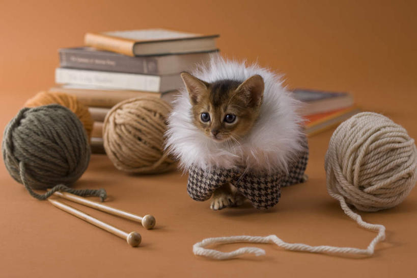 无人,横图,室内,白天,正面,宠物,猫,书籍,一堆,阴影,堆叠,堆积,黄色背景,卷曲,编织,缠绕,影子,乐器,弦乐器,小提琴,织物,线团,外套,纺织,三个,一只,动物,毛线,趴着,可爱,摄影,影棚,衣物,堆,弓拉弦乐器,弓拉弦鸣乐器,书,图书,趴,彩图,全身,影棚拍摄,拍摄