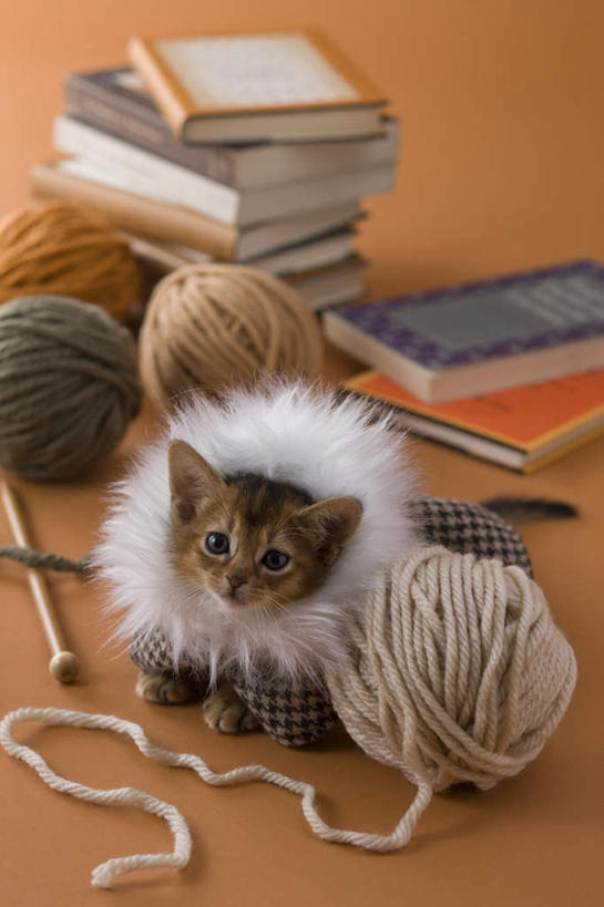 无人,竖图,俯视,室内,白天,宠物,猫,书籍,阴影,黄色背景,朦胧,模糊,影子,乐器,弦乐器,小提琴,外套,一只,动物,可爱,摄影,影棚,衣物,弓拉弦乐器,弓拉弦鸣乐器,布偶猫,书,图书,彩图,高角度拍摄,全身,影棚拍摄,拍摄