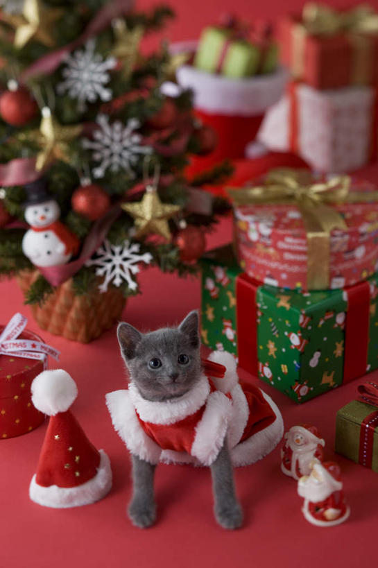 无人,站,竖图,俯视,室内,白天,宠物,猫,礼盒,礼物,玩具,圣诞节,红色背景,节日,庆祝,玩偶,纸盒,圣诞树,俄罗斯蓝猫,注视,文化,盒子,一只,动物,包装盒,礼品盒,观察,看,站着,庆典,圣诞帽,可爱,摄影,礼品,影棚,观看,纪念,察看,关注,阿契安吉蓝猫,俄国蓝猫,马耳他猫,站立,彩图,高角度拍摄,全身,影棚拍摄,拍摄