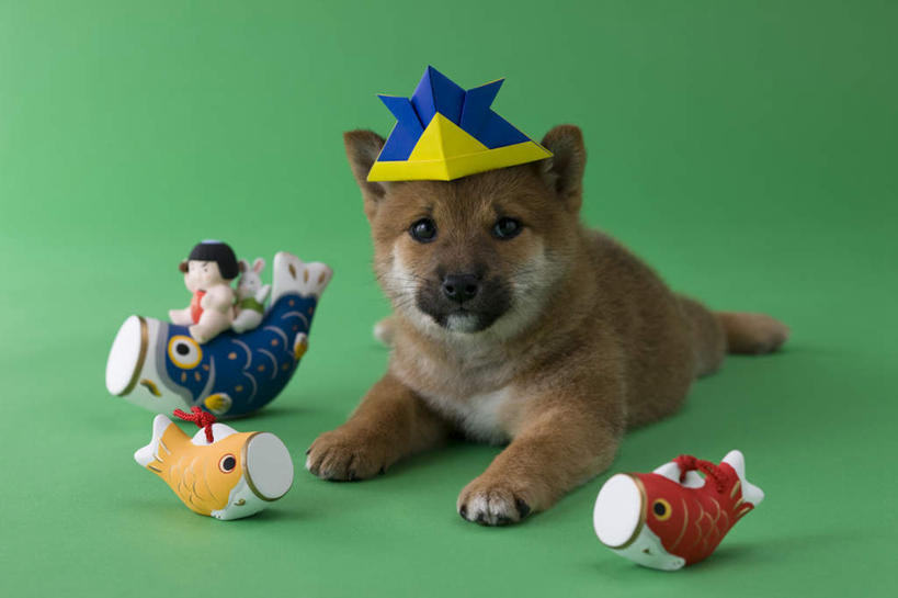 无人,横图,室内,白天,正面,宠物,狗,帽子,玩具,绿色背景,阴影,纸质,柴犬,玩偶,影子,注视,生日帽,一只,动物,看,趴着,可爱,摄影,影棚,小丑帽,忠诚,三角帽,狂欢帽,派对帽,聚会帽,纸帽,犬,趴,彩图,全身,影棚拍摄,拍摄