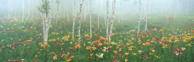 无人,横图,室外,白天,正面,旅游,度假,美景,森林,树林,植物,雾,百合花,长野县,日本,亚洲,朦胧,模糊,盛开,景观,花蕾,娱乐,花,花瓣,花朵,鲜花,树,树木,绿色,自然,花苞,花蕊,享受,休闲,景色,放松,生长,成长,迷雾,自然风光,东亚,本州,本州岛,日本国,中部地方,长野,强瞿,诹访,诹访市,百合蒜,倒仙,番韭,山丹,大雾,玩耍,彩图